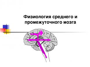 Физиология среднего и промежуточного мозга