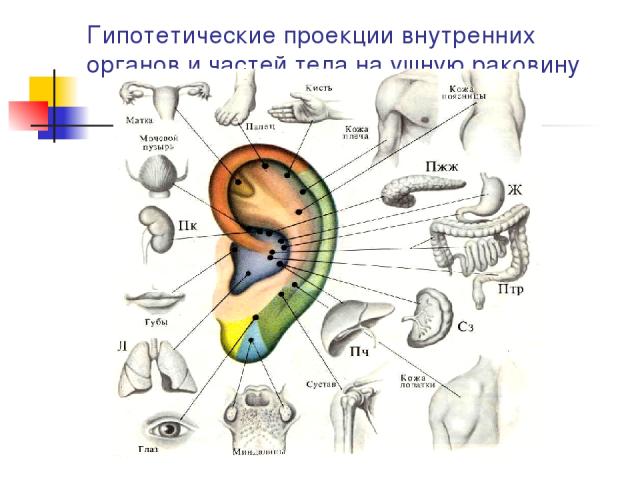 Гипотетические проекции внутренних органов и частей тела на ушную раковину