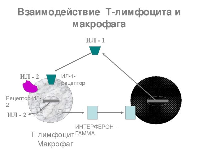 Взаимодействие Т-лимфоцита и макрофага ИЛ - 1 ИЛ-1-рецептор ИЛ - 2 Рецептор ИЛ- 2 ИЛ - 2 Т-лимфоцит Макрофаг ИНТЕРФЕРОН - ГАММА