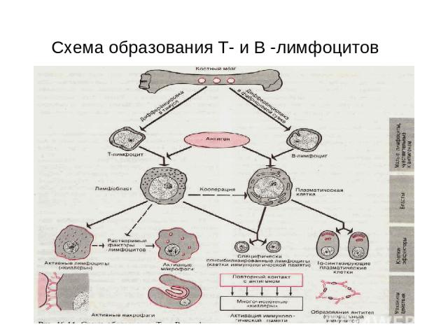 Схема образования Т- и В -лимфоцитов