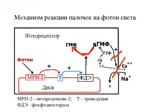 Механизм реакции палочек на фотон света МРН-2 - метародопсин-2; Т - трансдуцин Ф