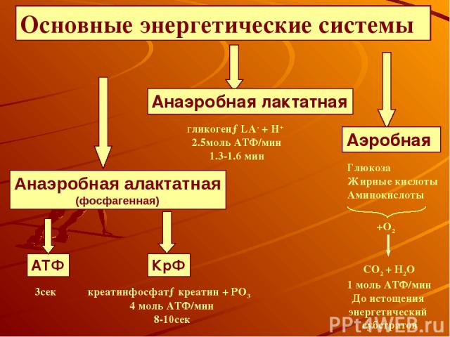 Основные энергетические системы гликоген→LA- + H+ 2.5моль АТФ/мин 1.3-1.6 мин 3сек