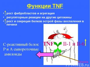 Функции ТNF рост фибробластов и агрегация регуляторные реакции на другие цитокин