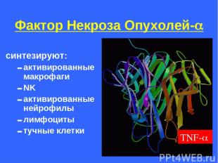 Фактор Некроза Опухолей- синтезируют: активированные макрофаги NK активированные