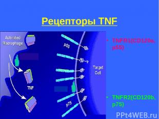 Рецепторы TNF TNFR1(CD120a, p55) TNFR2(CD120b, p75)