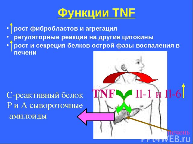Функции ТNF рост фибробластов и агрегация регуляторные реакции на другие цитокины рост и секреция белков острой фазы воспаления в печени TNF Il-1 и Il-6