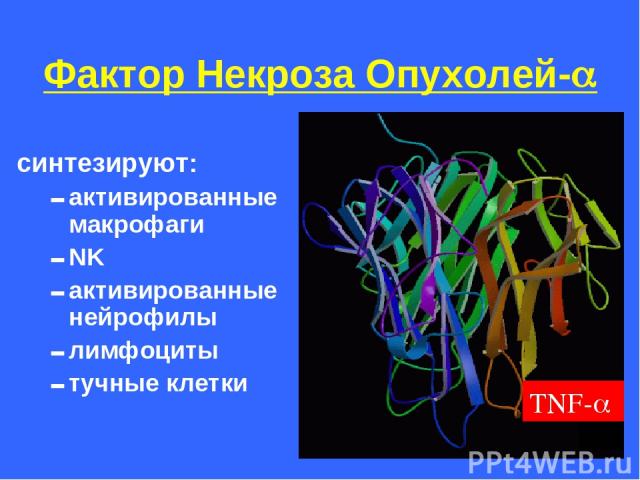 Фактор Некроза Опухолей- синтезируют: активированные макрофаги NK активированные нейрофилы лимфоциты тучные клетки
