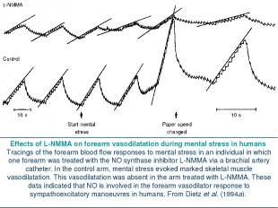 Effects of L-NMMA on forearm vasodilatation during mental stress in humans Traci