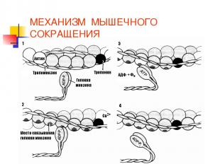 МЕХАНИЗМ МЫШЕЧНОГО СОКРАЩЕНИЯ