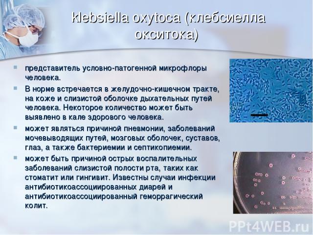 klebsiella oxytoca (клебсиелла окситока) представитель условно-патогенной микрофлоры человека. В норме встречается в желудочно-кишечном тракте, на коже и слизистой оболочке дыхательных путей человека. Некоторое количество может быть выявлено в кале …
