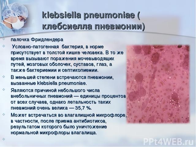 klebsiella pneumoniae (клебсиелла пневмонии) палочка Фридлендера Условно-патогенная бактерия, в норме присутствует в толстой кишке человека. В то же время вызывают поражения мочевыводящих путей, мозговых оболочек, суставов, глаз, а также бактериемии…
