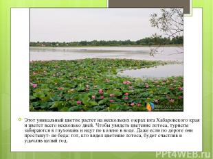 Этот уникальный цветок растет на нескольких озерах юга Хабаровского края и цвете