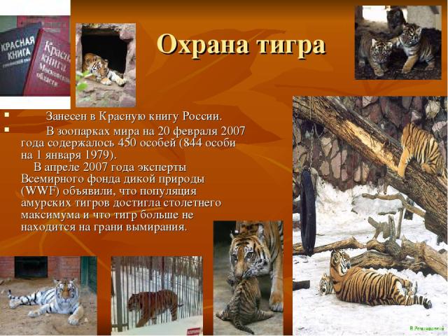 Охрана тигра Занесен в Красную книгу России. В зоопарках мира на 20 февраля 2007 года содержалось 450 особей (844 особи на 1 января 1979). В апреле 2007 года эксперты Всемирного фонда дикой природы (WWF) объявили, что популяция амурских тигров дости…