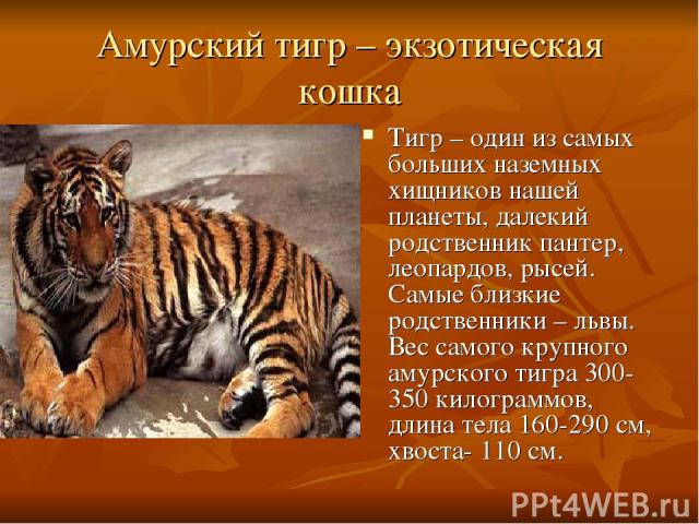 Амурский тигр – экзотическая кошка Тигр – один из самых больших наземных хищников нашей планеты, далекий родственник пантер, леопардов, рысей. Самые близкие родственники – львы. Вес самого крупного амурского тигра 300-350 килограммов, длина тела 160…