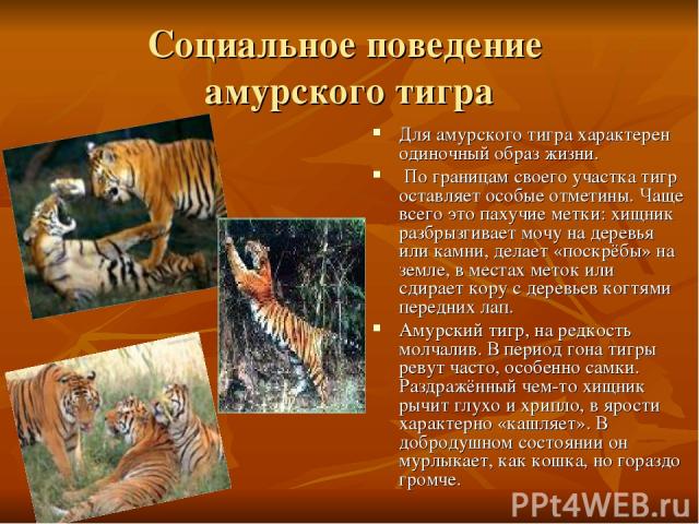 Социальное поведение амурского тигра Для амурского тигра характерен одиночный образ жизни. По границам своего участка тигр оставляет особые отметины. Чаще всего это пахучие метки: хищник разбрызгивает мочу на деревья или камни, делает «поскрёбы» на …