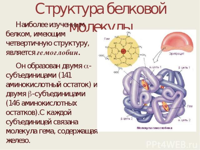 Структура белковой молекулы Наиболее изученным белком, имеющим четвертичную структуру, является гемоглобин. Он образован двумя -субъединицами (141 аминокислотный остаток) и двумя -субъединицами (146 аминокислотных остатков).С каждой субъединицей свя…