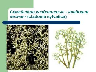 Семейство кладониевые - кладония лесная- (cladonia sylvatica)
