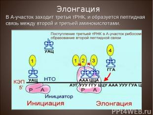В А-участок заходит третья тРНК, и образуется пептидная связь между второй и тре