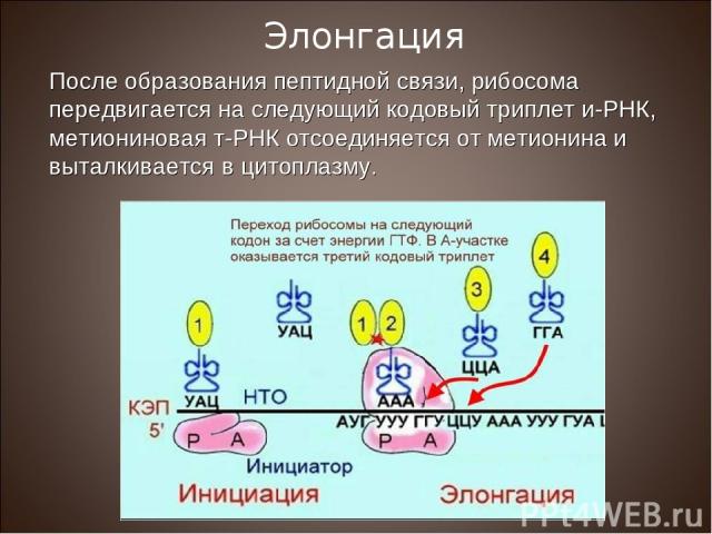 После образования пептидной связи, рибосома передвигается на следующий кодовый триплет и-РНК, метиониновая т-РНК отсоединяется от метионина и выталкивается в цитоплазму. Элонгация