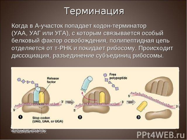 Когда в А-участок попадает кодон-терминатор (УАА, УАГ или УГА), с которым связывается особый белковый фактор освобождения, полипептидная цепь отделяется от т-РНК и покидает рибосому. Происходит диссоциация, разъединение субъединиц рибосомы. Терминация