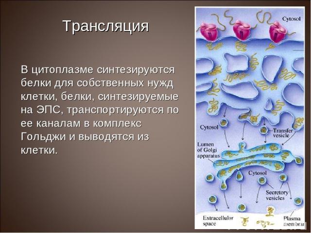 Трансляция В цитоплазме синтезируются белки для собственных нужд клетки, белки, синтезируемые на ЭПС, транспортируются по ее каналам в комплекс Гольджи и выводятся из клетки.
