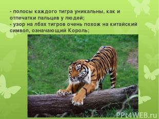 - полосы каждого тигра уникальны, как и отпечатки пальцев у людей; - узор на лба