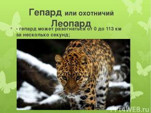 Гепард или охотничий Леопард - гепард может разогнаться от 0 до 113 км за нескол