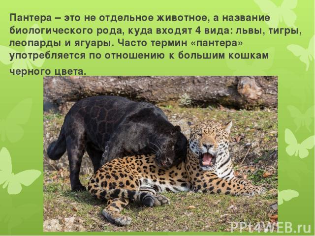 Пантера – это не отдельное животное, а название биологического рода, куда входят 4 вида: львы, тигры, леопарды и ягуары. Часто термин «пантера» употребляется по отношению к большим кошкам черного цвета.