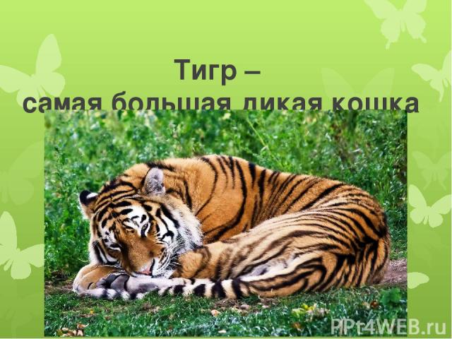 Тигр – самая большая дикая кошка