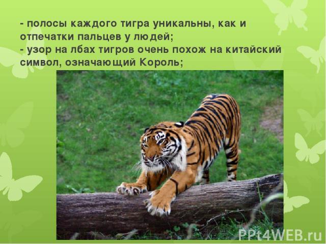 - полосы каждого тигра уникальны, как и отпечатки пальцев у людей; - узор на лбах тигров очень похож на китайский символ, означающий Король;
