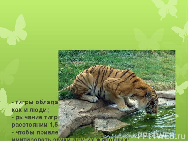 - тигры обладают цветным зрением, как и люди; - рычание тигра можно услышать на расстоянии 1,5 км; - чтобы привлечь добычу, тигры могут имитировать звуки других животных; - в неволе тигров больше, чем в природе.
