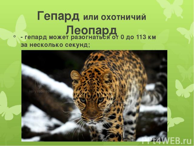 Гепард или охотничий Леопард - гепард может разогнаться от 0 до 113 км за несколько секунд;