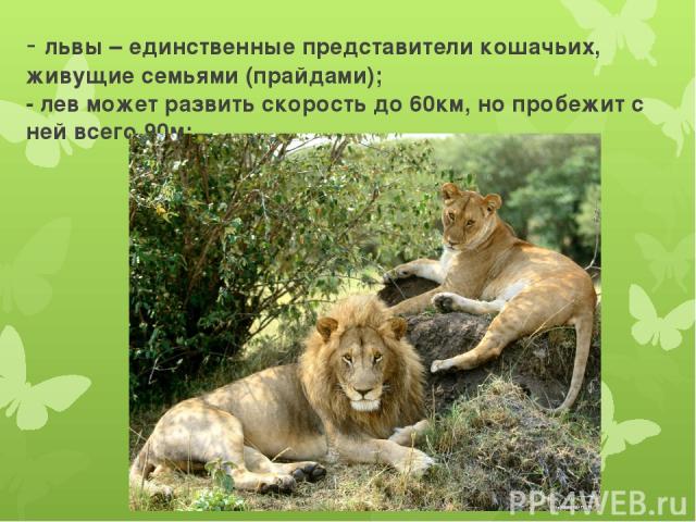 - львы – единственные представители кошачьих, живущие семьями (прайдами); - лев может развить скорость до 60км, но пробежит с ней всего 90м;