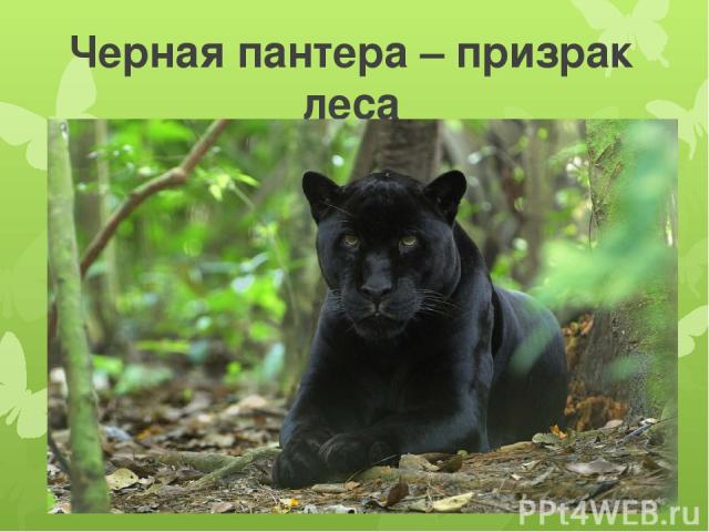 Черная пантера – призрак леса