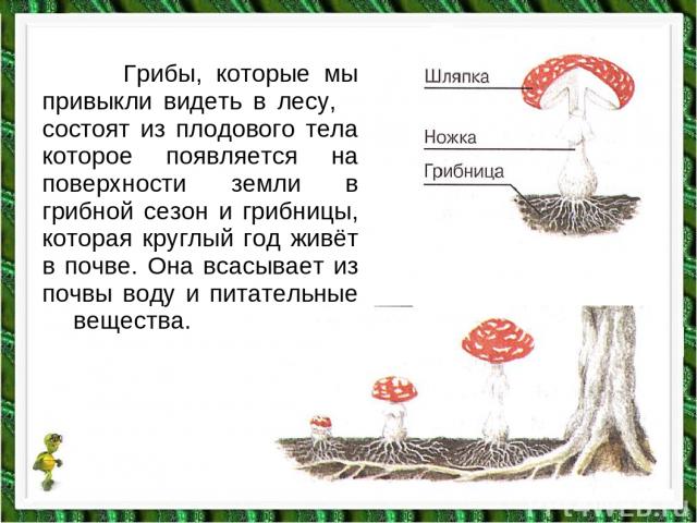 Грибы, которые мы привыкли видеть в лесу, состоят из плодового тела которое появляется на поверхности земли в грибной сезон и грибницы, которая круглый год живёт в почве. Она всасывает из почвы воду и питательные вещества.