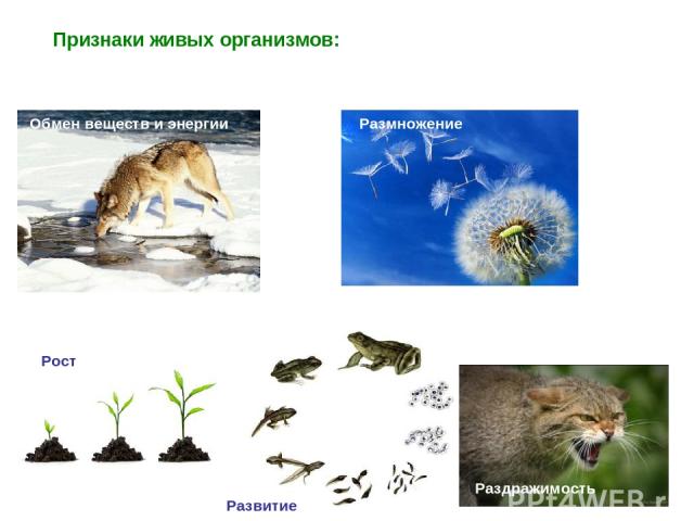 Презентация по биологии 6 класс совместная жизнь организмов в природном сообществе