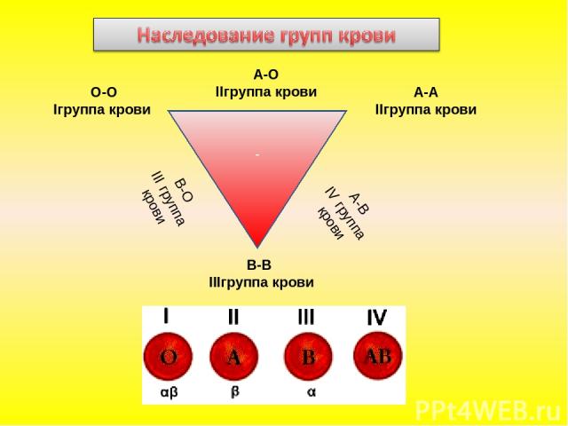 - О-О Iгруппа крови А-А IIгруппа крови В-В IIIгруппа крови В-О III группа крови А-B IV группа крови А-O IIгруппа крови