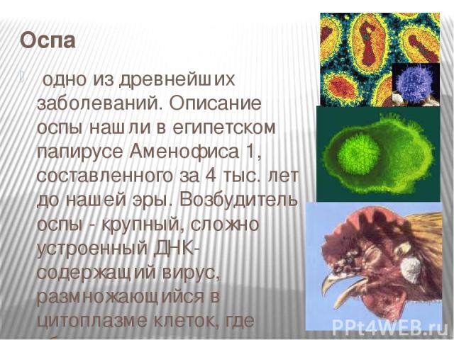 Оспа  одно из древнейших заболеваний. Описание оспы нашли в египетском папирусе Аменофиса 1, составленного за 4 тыс. лет до нашей эры. Возбудитель оспы - крупный, сложно устроенный ДНК-содержащий вирус, размножающийся в цитоплазме клеток, где образу…