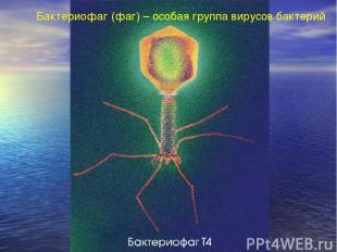 Бактериофаг (фаг) – особая группа вирусов бактерий