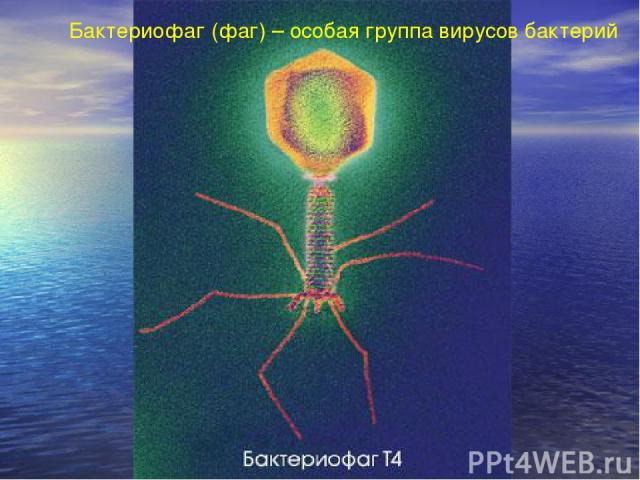 Бактериофаг (фаг) – особая группа вирусов бактерий