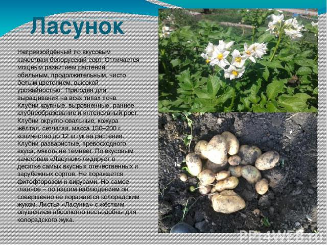 Ласунок Непревзойдённый по вкусовым качествам белорусский сорт. Отличается мощным развитием растений, обильным, продолжительным, чисто белым цветением, высокой урожайностью. Пригоден для выращивания на всех типах почв. Клубни крупные, выровненные, р…