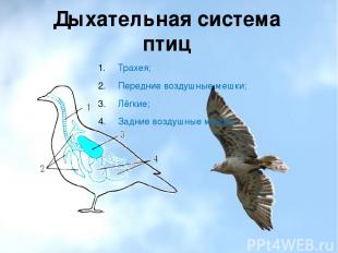 Дыхательная система птиц Трахея; Передние воздушные мешки; Лёгкие; Задние воздуш