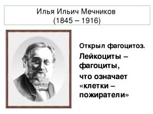 Илья Ильич Мечников (1845 – 1916) Открыл фагоцитоз. Лейкоциты – фагоциты, что оз