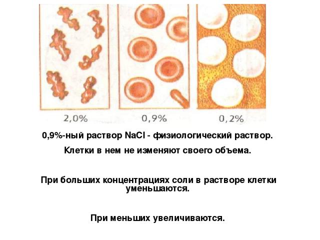 0,9%-ный раствор NaCI - физиологический раствор. Клетки в нем не изменяют своего объема. При больших концентрациях соли в растворе клетки уменьшаются. При меньших увеличиваются. При концентрации 0,3% происходит разрушение эритроцитов (гемолиз).