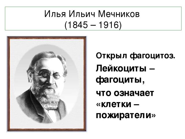 Илья Ильич Мечников (1845 – 1916) Открыл фагоцитоз. Лейкоциты – фагоциты, что означает «клетки – пожиратели»