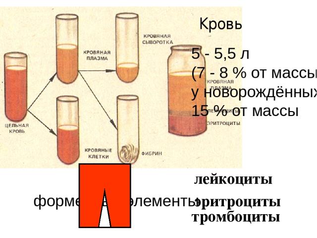 Кровь форменные элементы лейкоциты эритроциты тромбоциты 5 - 5,5 л (7 - 8 % от массы); у новорождённых 15 % от массы