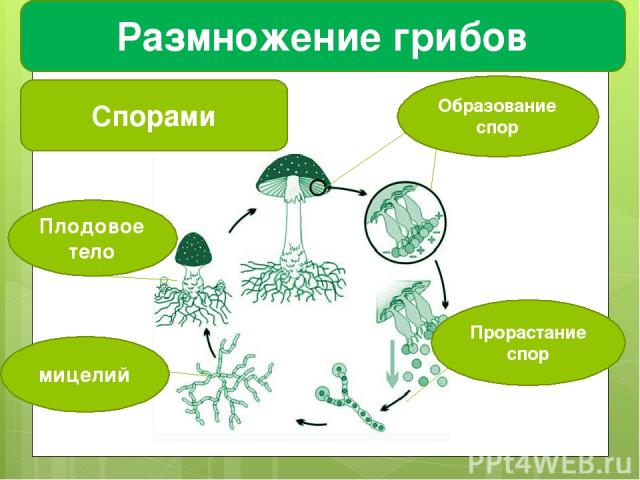 Размножение грибов Спорами Образование спор Прорастание спор мицелий Плодовое тело