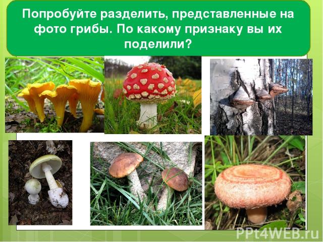 Попробуйте разделить, представленные на фото грибы. По какому признаку вы их поделили?