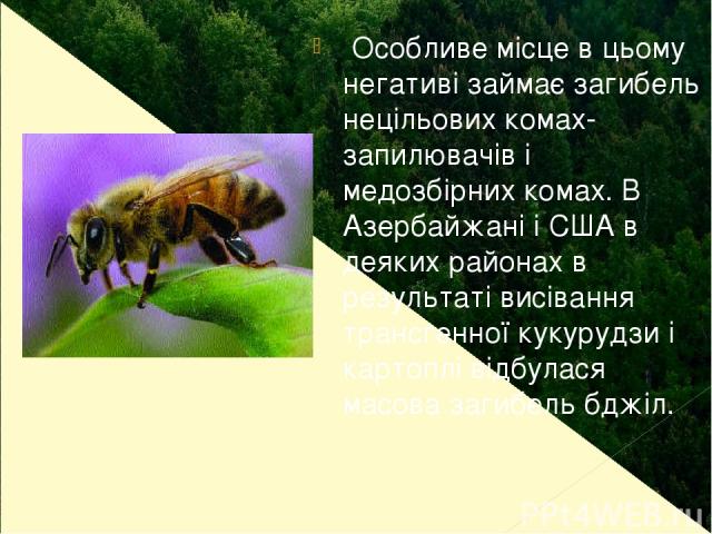 Особливе місце в цьому негативі займає загибель нецільових комах-запилювачів і медозбірних комах. В Азербайжані і США в деяких районах в результаті висівання трансгенної кукурудзи і картоплі відбулася масова загибель бджіл.