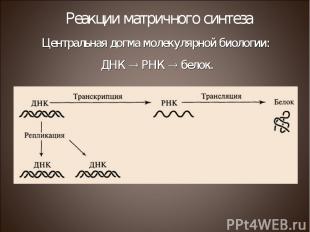 Центральная догма молекулярной биологии: ДНК РНК белок. Реакции матричного синте